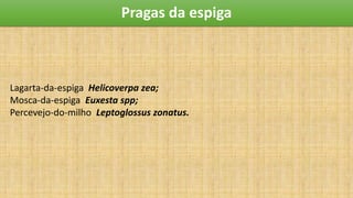 Pragas da espiga
Lagarta-da-espiga Helicoverpa zea;
Mosca-da-espiga Euxesta spp;
Percevejo-do-milho Leptoglossus zonatus.
 