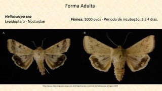 Forma Adulta
Helicoverpa zea
Lepidoptera - Noctuidae
Fêmea: 1000 ovos - Período de incubação: 3 a 4 dias.
http://www.clubeamigosdocampo.com.br/artigo/manejo-e-controle-da-helicoverpa-armigera-1372
 