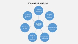 MIP
Controle
Biológico
Sanidade
da
semente
Rotação
de
cultura
Cobertura
de solo
Controle
químico
FORMAS DE MANEJO
Espaçamento e
densidade
Tratamento da
semente
 