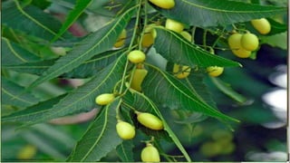 Lagarta rosca
Lagarta do cartucho
Pulgão do Milho
Lagarta da Espiga
Manejo
Cultivares
resistentes
Tratamento das
sementes
Eliminação de
plantas invasoras
Armadilhas
Feromônios
Melaços
Inimigos
naturais
Díptera
(Tachinidade)
Joaninhas Vespa(Aphidius
sp.)
tesourinha (Doru
luteipes)
Vespas
(Trichogramma
atopovirilia)
Inseticidas
Naturais
Nim
Microbiano
Beauveria
Bassiana
Bacillus
thuringiensis
Baculovírus
Químico
R.Crescimento
(Novaluron)
Contato e
ingestão
Cabaryl Vexter
Sistêmico Leptra Gaucho FS
http://www.grupocultivar.com.br/artigos/armadilha-atrativa http://ainfo.cnptia.embrapa.br/digital/bitstream/item/101790/1/500perguntasmilho.pdfhttps://upload.wikimedia.org/wikipedia/commons/9/91/Tachinidae_Archytas_sp.jpg
http://www.ninha.bio.br/biologia/joaninhas.html
http://www.aprenda.bio.br/portal/?p=7939
http://www.insectimages.org/browse/detail.cfm?imgnum=5490039
http://ssabbath.deviantart.com/art/Tesourinha-Doru-luteipes-2-371715294http://perkinsltda.com.co/producto/trichogramma/
http://acomarcadigital.com.br/site/?p=15810
 