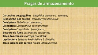 Pragas de armazenamento
Carunchos ou gorgulhos Sitophilus oryzae e S. zeamais;
Besourinho dos cereais Rhyzopertha dominica;
Coleóptera Tribolium castaneum;
Coleóptera Oryzaephilus surinamensis;
Coleóptera Cryptolestes ferrugineus;
Besouro do fumo Lasioderma serricorne;
Traça dos cereais Sitotroga cerealella;
Lepidoptera Ephestia kuehniella e E. Elutella;
Traça indiana dos cereais Plodia interpunctella.
 