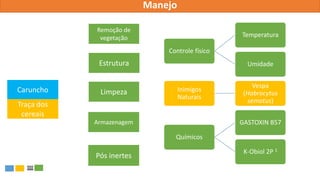 Manejo
Caruncho
Traça dos
cereais
Remoção de
vegetação
Estrutura
Limpeza
Armazenagem
Pós inertes
Controle físico
Temperatura
Umidade
Inimigos
Naturais
Vespa
(Habrocytus
semotus)
Químicos
GASTOXIN B57
K-Obiol 2P 1
 
