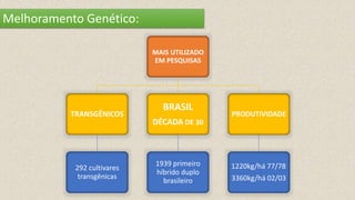 Melhoramento Genético:
MAIS UTILIZADO
EM PESQUISAS
TRANSGÊNICOS
292 cultivares
transgênicas
BRASIL
DÉCADA DE 30
1939 primeiro
híbrido duplo
brasileiro
PRODUTIVIDADE
1220kg/há 77/78
3360kg/há 02/03
 