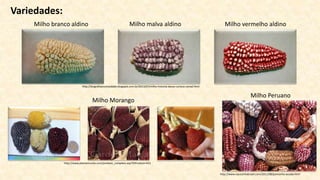 Variedades:
Milho branco aldino Milho malva aldino Milho vermelho aldino
Milho Morango
Milho Peruano
http://www.nacozinhabrasil.com/2011/08/pamonha-assada.html
http://biografiaecuriosidade.blogspot.com.br/2013/07/milho-historia-desse-curioso-cereal.html
http://www.plantamundo.com/produto_completo.asp?IDProduto=631
 