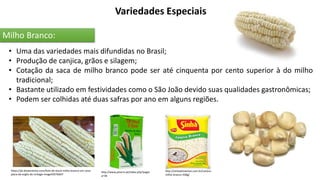 Variedades Especiais
Milho Branco:
• Uma das variedades mais difundidas no Brasil;
• Produção de canjica, grãos e silagem;
• Cotação da saca de milho branco pode ser até cinquenta por cento superior à do milho
tradicional;
• Bastante utilizado em festividades como o São João devido suas qualidades gastronômicas;
• Podem ser colhidas até duas safras por ano em alguns regiões.
https://pt.dreamstime.com/foto-de-stock-milho-branco-em-uma-
placa-da-argila-do-vintage-image50576607
http://www.pitorro.pt/index.php?pagin
a=36
http://sinhaalimentos.com.br/canjica-
milho-branco-500g/
 