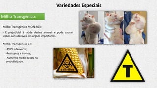 Variedades Especiais
Milho Transgênico:
Milho Transgênico MON 863:
- É prejudicial à saúde destes animais e pode causar
lesões consideráveis em órgãos importantes.
Milho Transgênico BT:
-1999, a Novartis;
https://plus.google.com/102937934916076443250
-Resistente a insetos;
-Aumento médio de 8% na
produtividade.
http://forum.antinovaordemmundial.com/Topico-porque-ter-medo-de-transg%C3%AAnicos
 