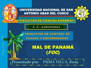 Presentado por: PUMA VILCA, Rudy
FACULTAD DE CIENCIAS AGRARIAS
UNIVERSIDAD NACIONAL DE SAN
ANTONIO ABAD DEL CUSCO
RudyPumaVilca
PRINCIPIOS DE CONTROL DE
PLAGAS Y ENFERMEDADES
MAL DE PANAMÁ
(FOC)
 