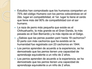  Estudios han comprobado que los humanos comparten un
75% del código Humano con los perros colocándose en el
2do. lugar en compatibilidad, el 1er. lugar lo tiene el cerdo
que tiene más del 90% de compatibilidad con el ser
humano.
 La raza de perro más pequeña que existe es el
Chihuahueño, la más grande es el Gran Danés, la más
pesada es el San Bernardo y la más rápida es el Galgo.
 ¿Sabias que las perras pueden parir hasta 19 cachorros?
El parto con más cachorros que ha existido en la
humanidad fue registrado con 23 cachorros en 1944.
 Los perros aprenden de acuerdo a la experiencia, se ha
demostrado que los perros tienen una capacidad de
aprendizaje equivalente a un niño de 2 años.
 Los perros aprenden de acuerdo a la experiencia, se ha
demostrado que los perros tienen una capacidad de
aprendizaje equivalente a un niño de 2 años.
 