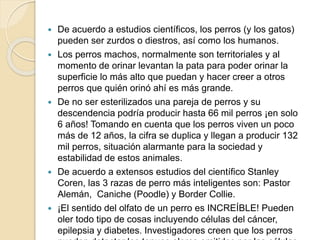  De acuerdo a estudios científicos, los perros (y los gatos)
pueden ser zurdos o diestros, así como los humanos.
 Los perros machos, normalmente son territoriales y al
momento de orinar levantan la pata para poder orinar la
superficie lo más alto que puedan y hacer creer a otros
perros que quién orinó ahí es más grande.
 De no ser esterilizados una pareja de perros y su
descendencia podría producir hasta 66 mil perros ¡en solo
6 años! Tomando en cuenta que los perros viven un poco
más de 12 años, la cifra se duplica y llegan a producir 132
mil perros, situación alarmante para la sociedad y
estabilidad de estos animales.
 De acuerdo a extensos estudios del científico Stanley
Coren, las 3 razas de perro más inteligentes son: Pastor
Alemán, Caniche (Poodle) y Border Collie.
 ¡El sentido del olfato de un perro es INCREÍBLE! Pueden
oler todo tipo de cosas incluyendo células del cáncer,
epilepsia y diabetes. Investigadores creen que los perros
 