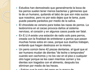  Estudios han demostrado que generalmente la boca de
los perros suelen tener menos bacterias y gérmenes que
la de un humano, quitando el tabú de que son más sucios
que nosotros, pero no por esto dejes que te lama, pues
puede pasarte parásitos por medio de la saliva.
 El chocolate es veneno para todas las razas de perros. La
teobromina en el cacao provoca daños al sistema
nervioso, el corazón y en algunos casos puede ser fatal.
 En E.U.A existe una estación de radio solo para perros,
creada con la finalidad de entretener a perros que pasan
muchas horas solos en casa, porque sus dueños trabajan,
evitando que hagan destrozos en la misma.
 Un perro común tiene 42 piezas dentarias, al igual que el
ser humano mudan de dientes "de leche o temporales"
cuando son cachorros y no los vez en el piso o cualquier
otro lugar porque se les caen mientras comen y los
dientes son tragados con el alimento, después los
eliminan por medio de las heces.
 