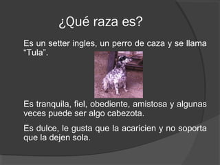 ¿Qué raza es?
Es un setter ingles, un perro de caza y se llama
“Tula”.




Es tranquila, fiel, obediente, amistosa y algunas
veces puede ser algo cabezota.
Es dulce, le gusta que la acaricien y no soporta
que la dejen sola.
 