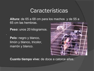 Características
    Altura: de 65 a 68 cm para los machos y de 55 a
    65 cm las hembras.

    Peso: unos 20 kilogramos.
.
    Pelo: negro y blanco,
    limón y blanco, tricolor,
    marrón y blanco.



    Cuanto tiempo vive: de doce a catorce años.
 