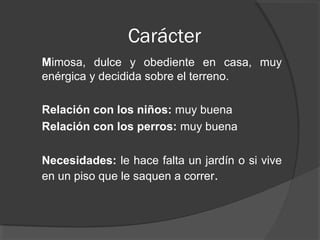 Carácter
Mimosa, dulce y obediente en casa, muy
enérgica y decidida sobre el terreno.

Relación con los niños: muy buena
Relación con los perros: muy buena

Necesidades: le hace falta un jardín o si vive
en un piso que le saquen a correr.
 