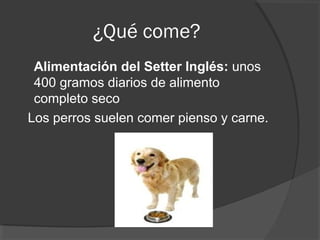 ¿Qué come?
 Alimentación del Setter Inglés: unos
 400 gramos diarios de alimento
 completo seco
Los perros suelen comer pienso y carne.
 