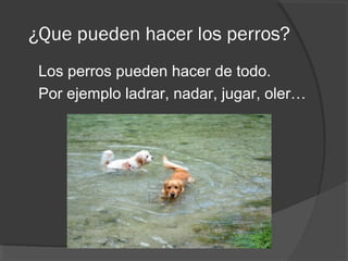 ¿Que pueden hacer los perros?
 Los perros pueden hacer de todo.
 Por ejemplo ladrar, nadar, jugar, oler…
 
