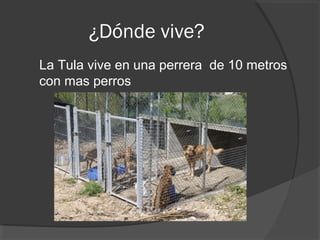¿Dónde vive?
La Tula vive en una perrera de 10 metros
con mas perros
 
