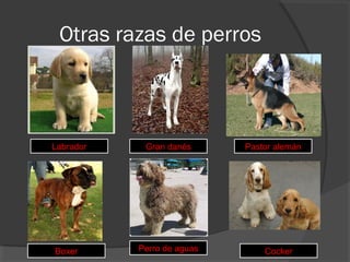 Otras razas de perros



Labrador    Gran danés      Pastor alemán




Boxer      Perro de aguas       Cocker
 