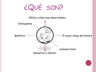 Razas y Sus características¿Qué son?Olfato y oídos muy desarrolladosInteligentesEl mejor amigo del hombreMamífero animales fielesDomestico y familiar
