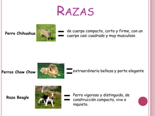 Razas=de cuerpo compacto, corto y firme, con un cuerpo casi cuadrado y muy musculosoPerro Chihuahua=extraordinaria belleza y porte elegante Perros ChowChow=Perro vigoroso y distinguido, de construcción compacta, vivo e inquieto.Raza Beagle