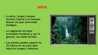selva
• La selva, jungla o bosque
lluvioso tropical a los bosques
densos con gran diversidad
biológica.
• La vegetación de hojas
ancha(tipo frondosa) y, por lo
general, con dosel serrado.
• Los arboles pueden superar los
30 metros en los pisos altos
hasta los musgos y helechos.
 