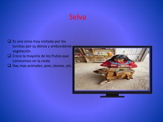 Selva
 Es una zona muy visitada por los
turistas por su densa y ambundante
vegetación.
 Crece la mayoria de los frutos que
conocemos en la costa
 Hay mas animales ,aves ,leones ,etc.
 