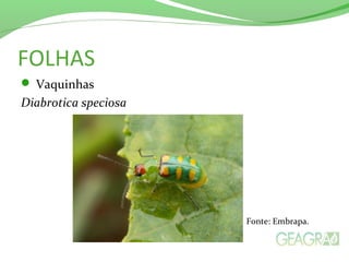FOLHAS
 Vaquinhas
Diabrotica speciosa
Fonte: Embrapa.
 