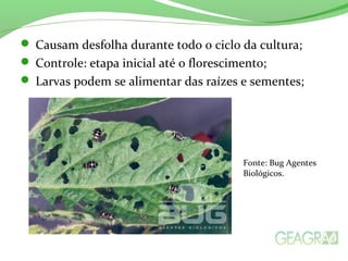  Causam desfolha durante todo o ciclo da cultura;
 Controle: etapa inicial até o florescimento;
 Larvas podem se alimentar das raízes e sementes;
Fonte: Bug Agentes
Biológicos.
 