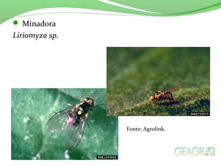  Minadora
Liriomyza sp.
Fonte: Agrolink.
 