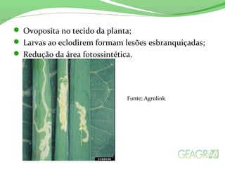  Ovoposita no tecido da planta;
 Larvas ao eclodirem formam lesões esbranquiçadas;
 Redução da área fotossintética.
Fonte: Agrolink
 