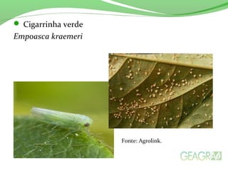  Cigarrinha verde
Empoasca kraemeri
Fonte: Agrolink.
 