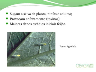  Sugam a seiva da planta, ninfas e adultos;
 Provocam enfezamento (toxinas);
 Maiores danos estádios iniciais feijão.
Fonte: Agrolink.
 