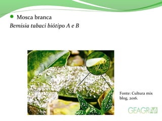  Mosca branca
Bemisia tabaci biótipo A e B
Fonte: Cultura mix
blog, 2016.
 