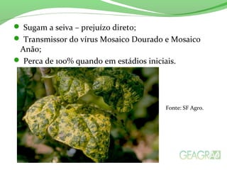  Sugam a seiva – prejuízo direto;
 Transmissor do vírus Mosaico Dourado e Mosaico
Anão;
 Perca de 100% quando em estádios iniciais.
Fonte: SF Agro.
 