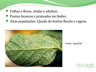  Folhas e flores, ninfas e adultos;
 Pontos brancos e prateados no limbo;
 Altas populações: Queda de botões florais e vagens.
Fonte: Agrolink.
 