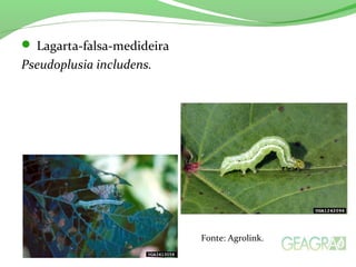  Lagarta-falsa-medideira
Pseudoplusia includens.
Fonte: Agrolink.
 