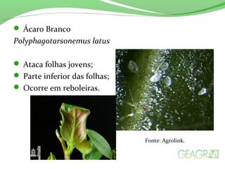  Ácaro Branco
Polyphagotarsonemus latus
 Ataca folhas jovens;
 Parte inferior das folhas;
 Ocorre em reboleiras.
Fonte: Agrolink.
 