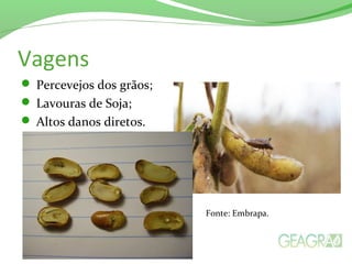 Vagens
 Percevejos dos grãos;
 Lavouras de Soja;
 Altos danos diretos.
Fonte: Embrapa.
 