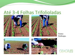 Até 3-4 Folhas Trifolioladas
Fonte:
Embrapa.
 