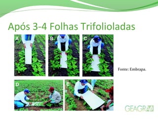 Após 3-4 Folhas Trifolioladas
Fonte: Embrapa.
 
