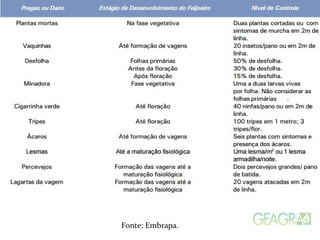 Fonte: Embrapa.
 