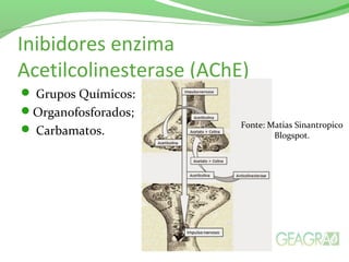 Inibidores enzima
Acetilcolinesterase (AChE)
 Grupos Químicos:
Organofosforados;
 Carbamatos.
Fonte: Matias Sinantropico
Blogspot.
 