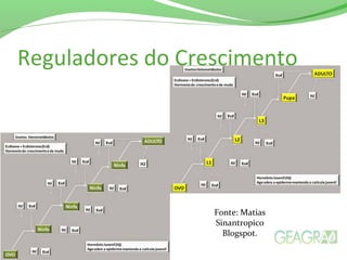 Reguladores do Crescimento
Fonte: Matias
Sinantropico
Blogspot.
 