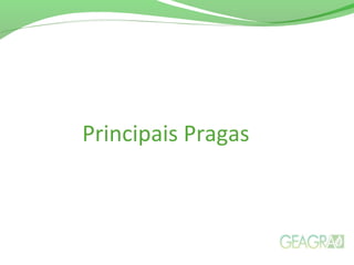 Principais Pragas
 
