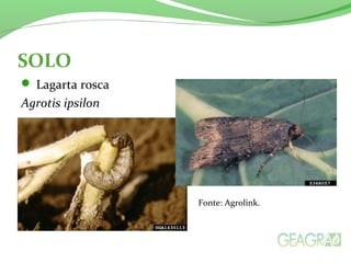 SOLO
 Lagarta rosca
Agrotis ipsilon
Fonte: Agrolink.
 