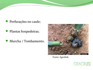  Perfurações no caule;
 Plantas hospedeiras;
 Murcha / Tombamento.
Fonte: Agrolink.
 