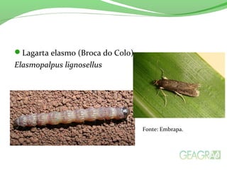 Lagarta elasmo (Broca do Colo)
Elasmopalpus lignosellus
Fonte: Embrapa.
 