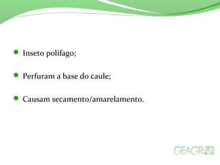  Inseto polífago;
 Perfuram a base do caule;
 Causam secamento/amarelamento.
 
