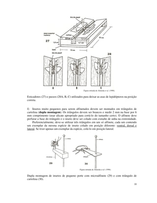10
Figura retirada de Almeida et al. (1998).
Esticadores (27) e passos (28A, B, C) utilizados para deixar as asas de lepidópteros na posição
correta.
f) Insetos muito pequenos para serem alfinetados devem ser montados em triângulos de
cartolina (dupla montagem). Os triângulos devem ser brancos e medir 2 mm na base por 6
mm comprimento (usar alicate apropriado para cortá-lo do tamanho certo). O alfinete deve
perfurar a base do triângulo e o inseto deve ser colado com esmalte de unha na extremidade.
Preferencialmente, deve-se utilizar três triângulos em um só alfinete, cada um contendo
um exemplar da mesma espécie de inseto colado em posição diferente: ventral, dorsal e
lateral. Se tiver apenas um exemplar da espécie, colá-lo em posição lateral.
Figura retirada de Almeida et al. (1998).
Dupla montagem de insetos de pequeno porte com microalfinete (29) e com triângulo de
cartolina (30).
 