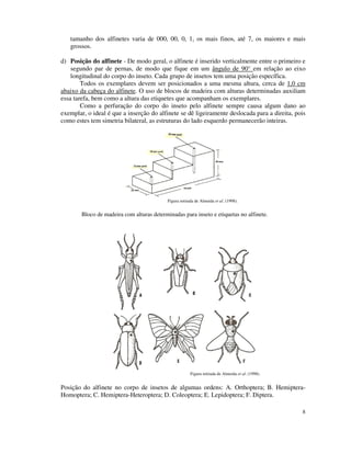 8
tamanho dos alfinetes varia de 000, 00, 0, 1, os mais finos, até 7, os maiores e mais
grossos.
d) Posição do alfinete - De modo geral, o alfinete é inserido verticalmente entre o primeiro e
segundo par de pernas, de modo que fique em um ângulo de 90° em relação ao eixo
longitudinal do corpo do inseto. Cada grupo de insetos tem uma posição específica.
Todos os exemplares devem ser posicionados a uma mesma altura, cerca de 1,0 cm
abaixo da cabeça do alfinete. O uso de blocos de madeira com alturas determinadas auxiliam
essa tarefa, bem como a altura das etiquetes que acompanham os exemplares.
Como a perfuração do corpo do inseto pelo alfinete sempre causa algum dano ao
exemplar, o ideal é que a inserção do alfinete se dê ligeiramente deslocada para a direita, pois
como estes tem simetria bilateral, as estruturas do lado esquerdo permanecerão inteiras.
Figura retirada de Almeida et al. (1998).
Bloco de madeira com alturas determinadas para inseto e etiquetas no alfinete.
Figura retirada de Almeida et al. (1998).
Posição do alfinete no corpo de insetos de algumas ordens: A. Orthoptera; B. Hemiptera-
Homoptera; C. Hemiptera-Heteroptera; D. Coleoptera; E. Lepidoptera; F. Diptera.
 