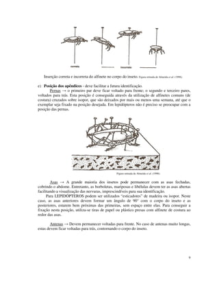9
Inserção correta e incorreta do alfinete no corpo do inseto. Figura retirada de Almeida et al. (1998).
e) Posição dos apêndices - deve facilitar a futura identificação.
Pernas o primeiro par deve ficar voltado para frente; o segundo e terceiro pares,
voltados para trás. Esta posição é conseguida através da utilização de alfinetes comuns (de
costura) cruzados sobre isopor, que são deixados por mais ou menos uma semana, até que o
exemplar seja fixado na posição desejada. Em lepidópteros não é preciso se preocupar com a
posição das pernas.
Figura retirada de Almeida et al. (1998).
Asas A grande maioria dos insetos pode permanecer com as asas fechadas,
cobrindo o abdome. Entretanto, as borboletas, mariposas e libélulas devem ter as asas abertas
facilitando a visualização das nervuras, imprescindíveis para sua identificação.
Para LEPIDÓPTEROS podem ser utilizados “esticadores” de madeira ou isopor. Neste
caso, as asas anteriores devem formar um ângulo de 90° com o corpo do inseto e as
posteriores, estarem bem próximas das primeiras, sem espaço entre elas. Para conseguir a
fixação nesta posição, utiliza-se tiras de papel ou plástico presas com alfinete de costura ao
redor das asas.
Antenas Devem permanecer voltadas para frente. No caso de antenas muito longas,
estas devem ficar voltadas para trás, contornando o corpo do inseto.
 